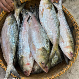 চাঁদপুরের লোকাল ইলিশ ৯০০ - ১ কেজি সাইজ পারকেজি (মেগা অফার প্রাইস ২৪৫০/-)